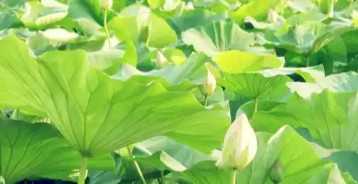 What is lotus leaf good for?